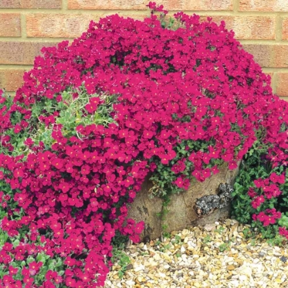 Picture of Aubrieta - Cascade Red